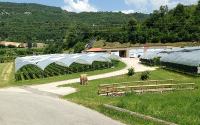 Azienda Agricola Zanetti Andrea